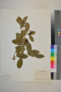 Berchemia scandens image