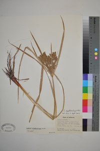 Cyperus erythrorhizos image