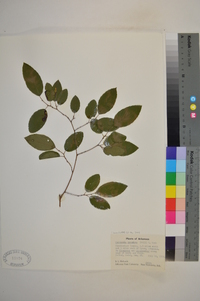 Berchemia scandens image