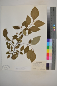 Styrax americanus image