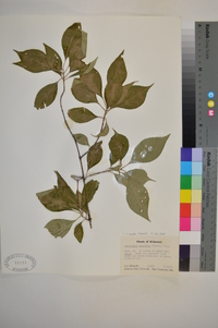 Forestiera acuminata image