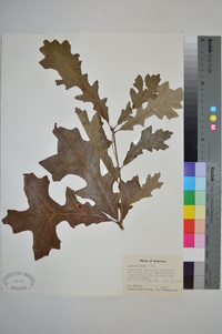 Quercus lyrata image