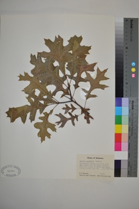 Quercus palustris image