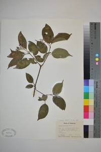 Cornus drummondii image