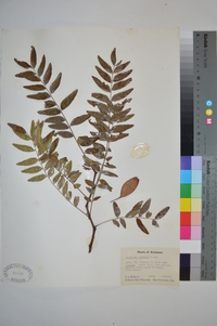 Gleditsia aquatica image