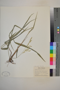 Leersia lenticularis image