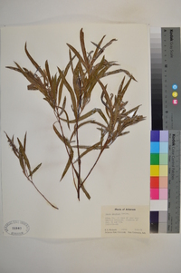 Salix interior image