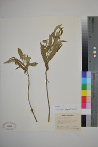 Asclepias perennis image