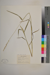 Echinochloa colona image