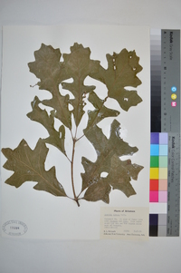 Quercus lyrata image