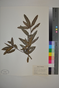 Quercus phellos image