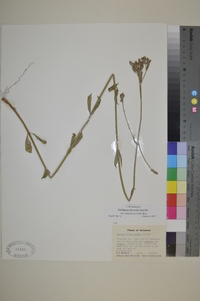 Verbena brasiliensis image