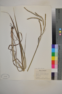 Paspalum floridanum image