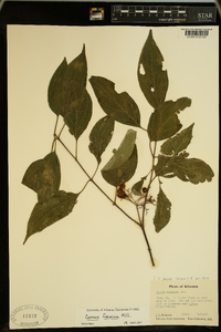 Cornus foemina image