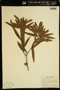 Quercus phellos image