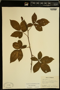 Rubus argutus image