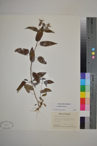 Stachys tenuifolia image