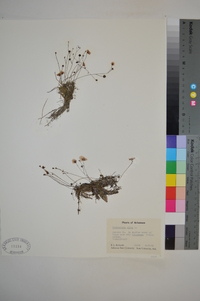 Utricularia gibba image