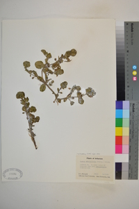 Bacopa rotundifolia image