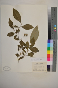 Styrax americanus image