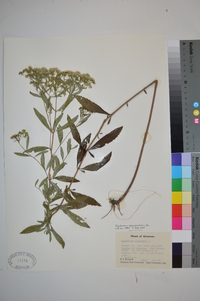 Eupatorium semiserratum image