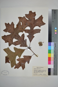 Quercus lyrata image