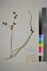 Juncus scirpoides image