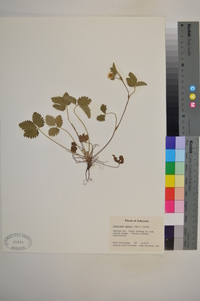 Potentilla indica image