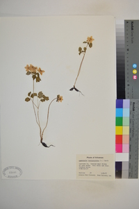 Anemonella thalictroides image