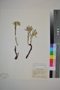 Lithospermum canescens image