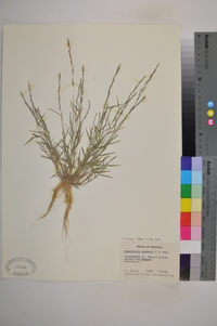 Muhlenbergia schreberi image