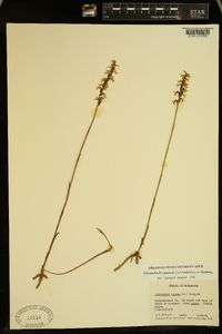 Spiranthes cernua image