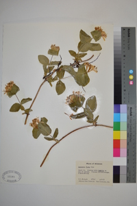 Lonicera flava image