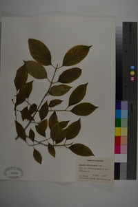 Euonymus atropurpureus image