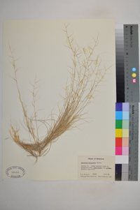 Aristida oligantha image