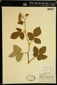 Rubus armeniacus image