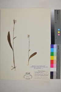 Platanthera clavellata image