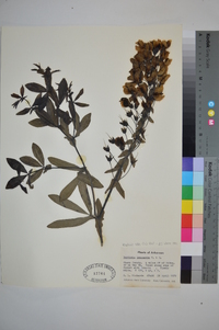 Baptisia alba image