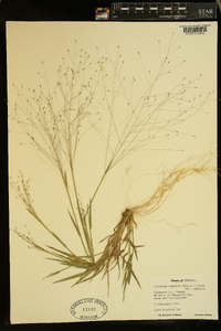 Digitaria cognata image