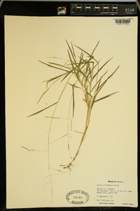 Leersia virginica image