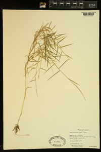 Muhlenbergia bushii image