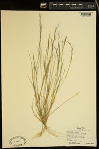 Aristida dichotoma image