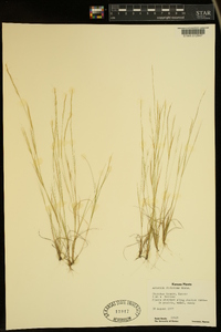 Aristida dichotoma image