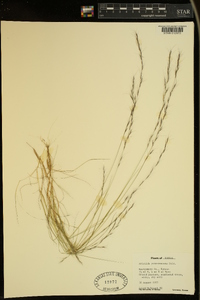 Aristida purpurascens image