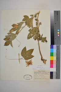 Passiflora edulis image