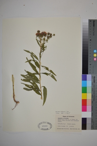 Vernonia baldwinii image