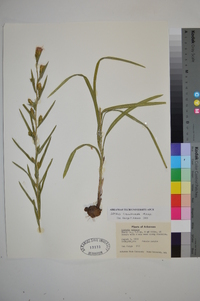 Liatris cylindracea image