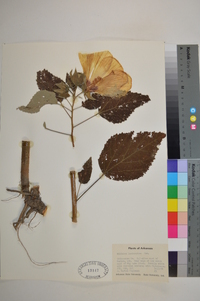 Hibiscus lasiocarpos image