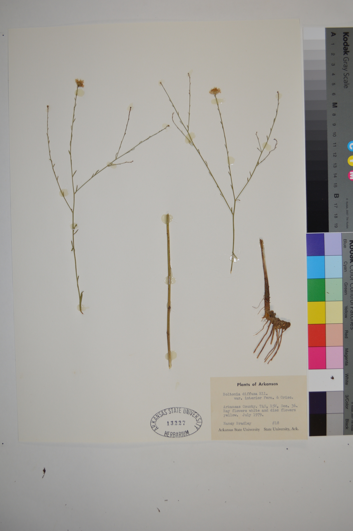 Boltonia diffusa var. interior image