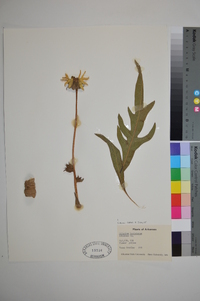 Silphium laciniatum image